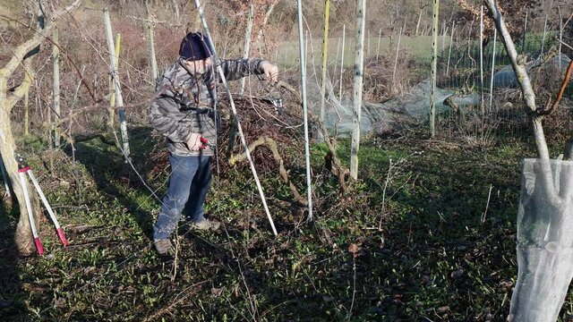 senior caucasian wine maker man pruning grapes vines in the organic farm with double guyot french method in the hills of Castell'Arquato, Piacenza Italy
