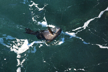 磯の上物釣りでハリがかりしたメジナを寄せてきている水面の画像。