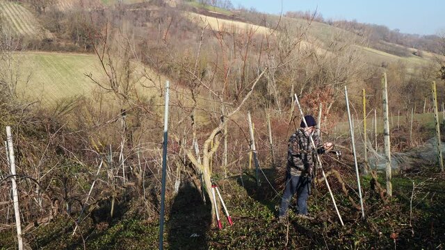senior caucasian wine maker man pruning grapes vines in the organic farm with double guyot french method in the hills of Castell'Arquato, Piacenza Italy
