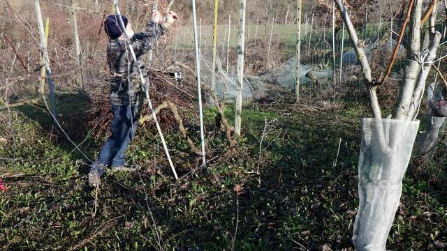 senior caucasian wine maker man pruning grapes vines in the organic farm with double guyot french method in the hills of Castell'Arquato, Piacenza Italy
