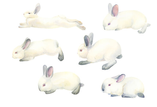 Watercolor set of white rabbits on a white background