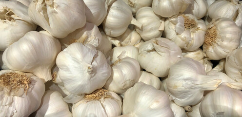close up of fresh garlic heads