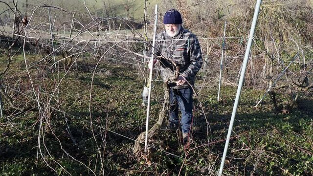 senior caucasian wine maker man pruning grapes vines in the organic farm with double guyot french method in the hills of Castell'Arquato, Piacenza Italy

