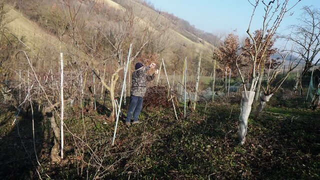senior caucasian wine maker man pruning grapes vines in the organic farm with double guyot french method in the hills of Castell'Arquato, Piacenza Italy
