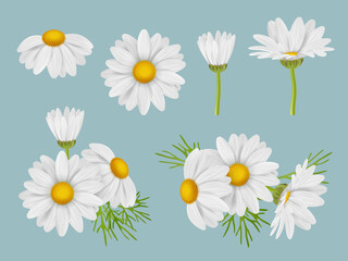 Chamomile flowers. Realistic botanical illustrations natural medical herbal flowers buds of camomile with leaves decent vector 3d pictures set