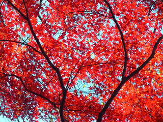 公園の紅葉のモミジと青空