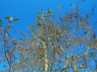 冬の榛の木の枯れ木と青空