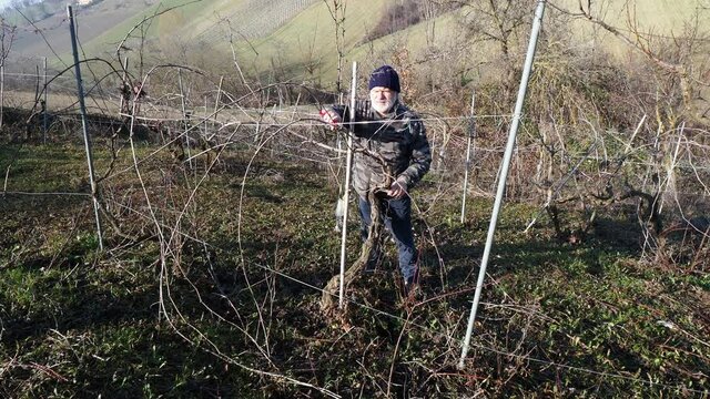 senior caucasian wine maker man pruning grapes vines in the organic farm with double guyot french method in the hills of Castell'Arquato, Piacenza Italy
