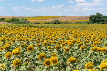 Naklejka premium Sunflower against blu sky natural background. Sunflower is blooming. Close-up of agricultural field with yellow sunflower.