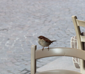 common bird resting on a chair rail common sparrow