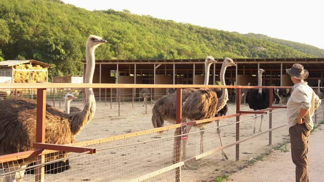 Ostrich Farm. A farmer grows ostriches. Commercial ostrich farming small business