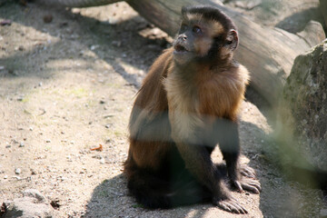 capuchin monkey in a zoo in france 