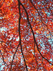 公園の紅葉のモミジと青空