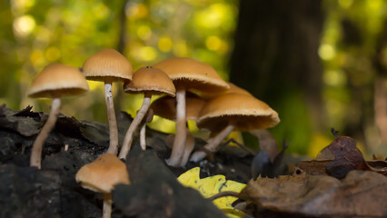 Brown cap little mushroom growing on deciduous tree fallen wood.
