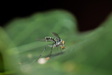 A Blue Long Leg Fly on a leaf