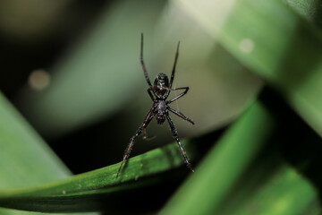 A Black Spider waiting for the prey
