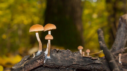 Orange cap little mushroom growing on deciduous tree fallen wood.