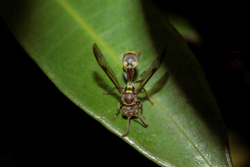 A Ropalidia, a species of small wasp