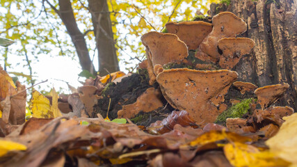 Polypore type group of mushroom caps growing on a tree stump.