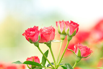 red Roses brunch. Green and white background