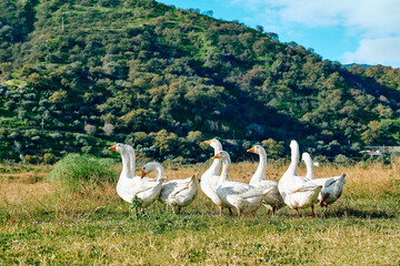 Geese flock grazing in grassland in rural area in sunny day. Little home goose farm. White geese feeding on meadow.