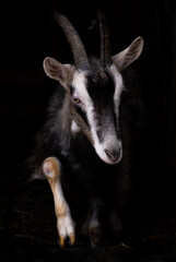 funny gray saanen goat on a black background. a horned goat is walking in full growth. magazine photo. Place for text.