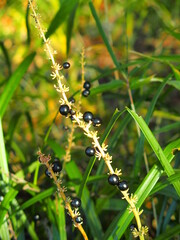 残り少なくなった冬のヤブランの実