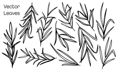 Doodled vector palm leaf plant collection. Bundle of hand drawn botany icons.