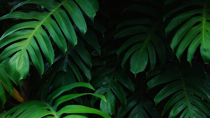 Obraz na płótnie Canvas Full Frame of Green Leaves Pattern Background, Nature Lush Foliage Leaf Texture , tropical leaf