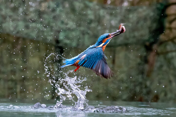 Kingfisher (Alcedo atthis) close up image of diving for fish