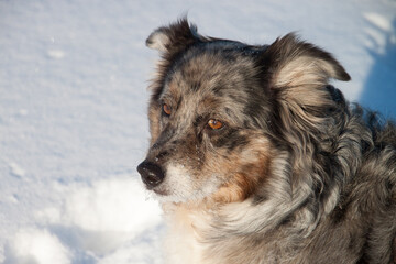 Hunde im Schnee, Portrait einer Australian Shepherd Hündin im Schnee an einem sonnigen Wintertag