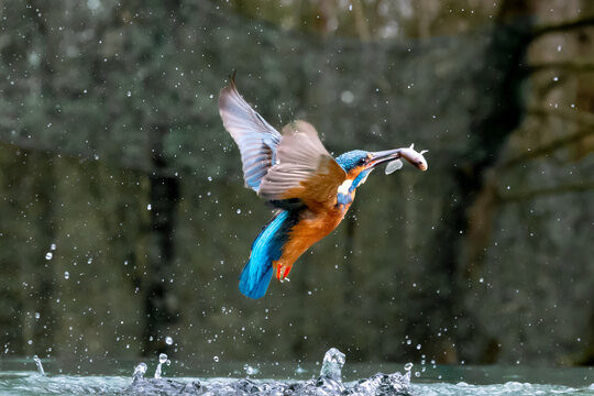 Kingfisher (Alcedo atthis) close up image of diving for fish