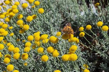 On the spring yellow flowers sits a butterfly called Small tortoiseshell or Aglais urticae (Rhodes, Greece)