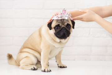 Portrait of an elegant pug princess and female hands crown and dress with a crown on a white background. Beauty queen dog beauty contest concept.