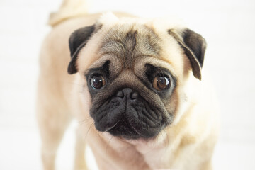 cute puppy dog ​​pug looks at the camera.