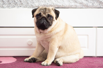 fat dog pug sad sits at home near the bed
