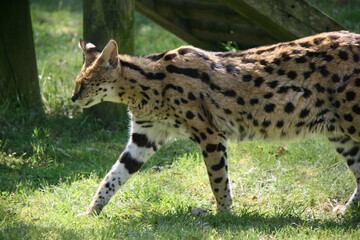 serval in a zoo in france 