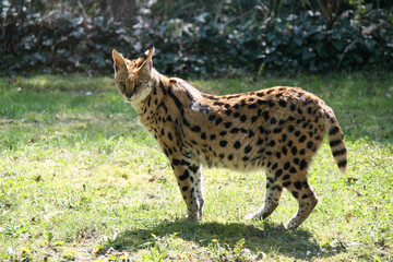 serval in a zoo in france 