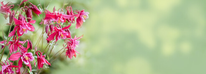 Blooming aquilegia formosa, crimson columbine, on a green background. Beautiful flower banner. Selective focus.