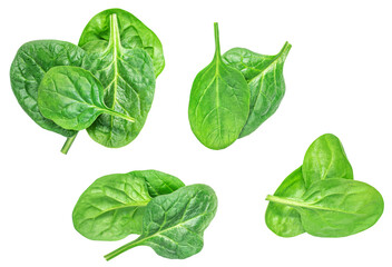 Spinach leaves isolated on white background. Various Spinach Closeup. Top view. Flat lay..