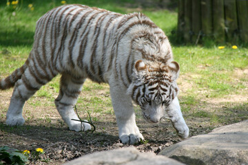 Fototapeta na wymiar white tiger in a zoo in france 