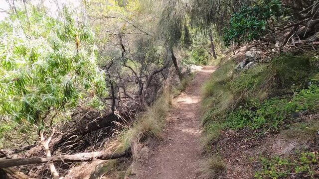beautiful hike with thick native vegetation shot and beach view at the end shot in Southern Tasmania
