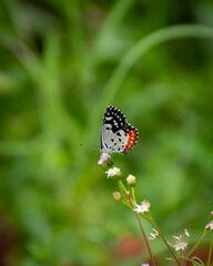 Red Pierrot resting on some wild flowers