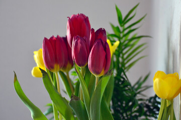 Tulpen