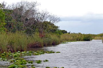 In den Everglades