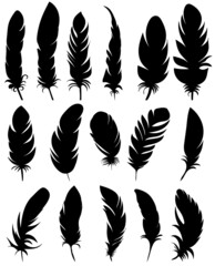 bird feather set silhouette, on white background, vector, isolated