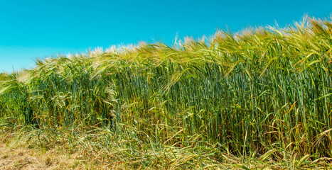 Barley or Rye Grain and sky. Close-up of cereal plants agriculture field against bright sunny blue clear sky.