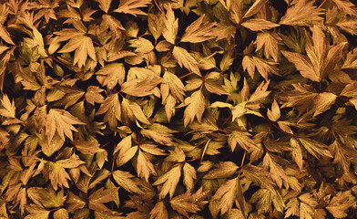 Paeonia, Peony plant leaf Seamless autumn Background. Full Frame Shot Of Wet Leaves. abstract fall...