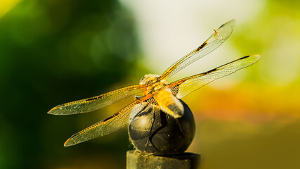 Dragon-fly, Female Animal, Libellula quadrimaculata. Four-spotted chaser. found widely North America, Europe and Asia. back view