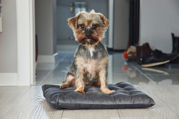 Beautiful yorkshire terrier. Little york dog home alone.